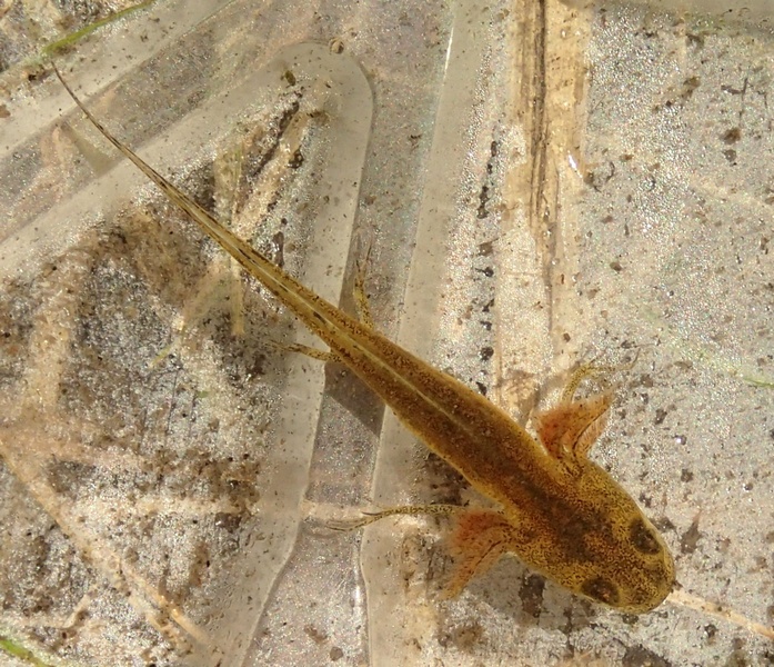 Triturus carnifex  Larva